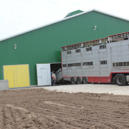 Реконструкция существующего откормочника на 3600 голов