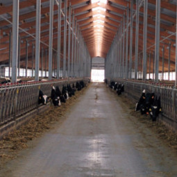 Реконструкция существующего откормочника на 3600 голов