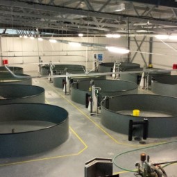 Ферма по выращиванию рыбы сиговых пород