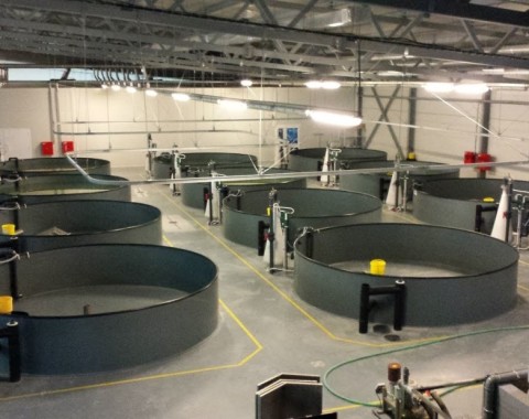 Ферма по выращиванию рыбы сиговых пород