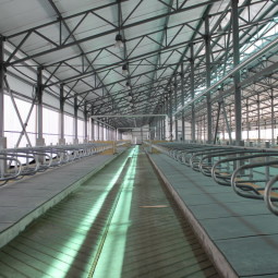 Молочно-товарная ферма на 1995 голов КРС в Верхнем Косьмове