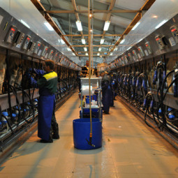 Животноводческая ферма на 2400 голов дойного стада КРС д. Вторые Левые Ламки